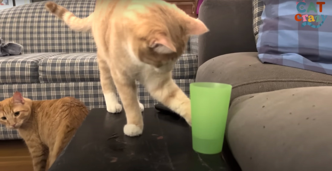 Kitten Brothers Knock Over Ever Glass Of Water