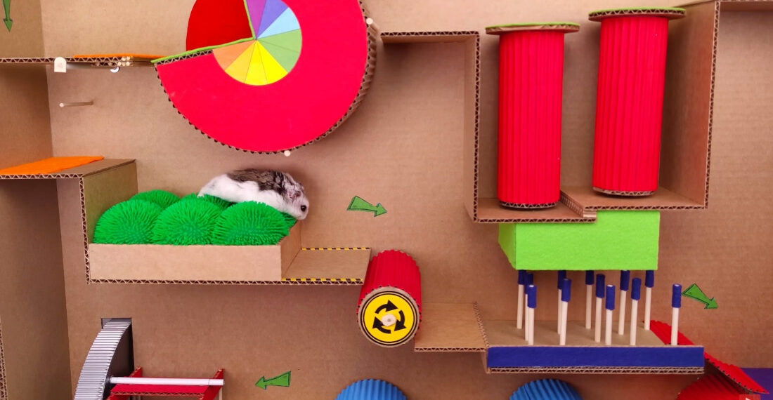Pet Hamster Navigates Colorful Obstacle Course