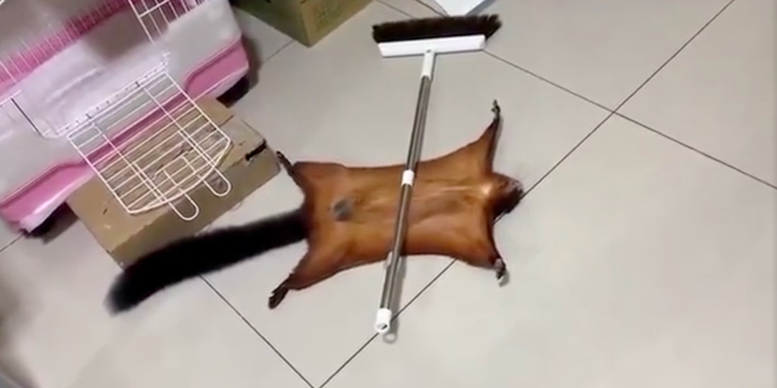 Pet Flying Squirrel Impressively Plays Dead For Attention
