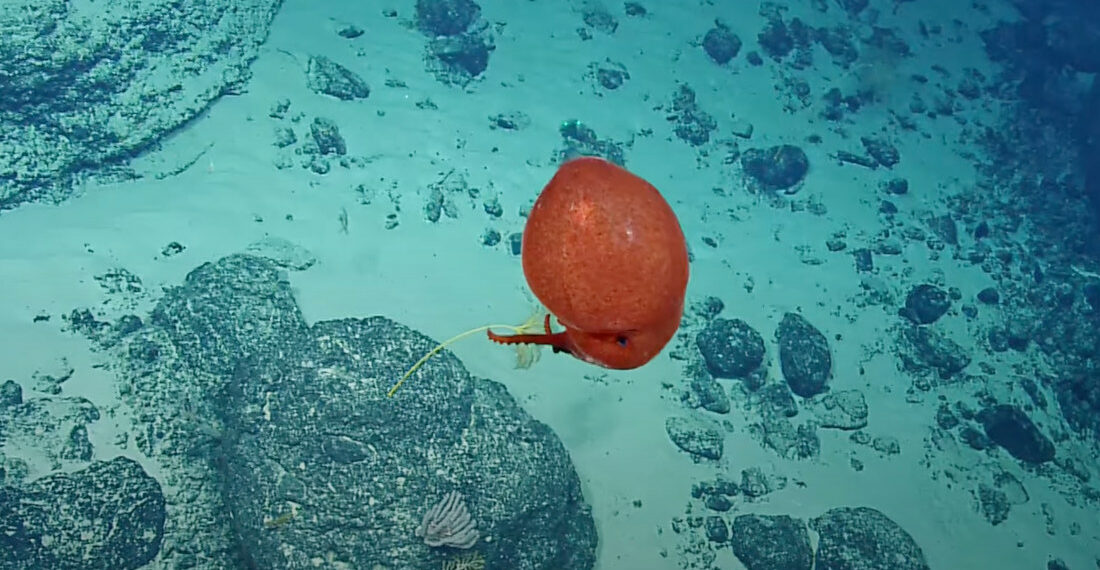 Rare ROV Footage Of A Red Balloon Octopus