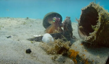 Robotic Spy Octopus Helps Real Octopus Hide From Predators