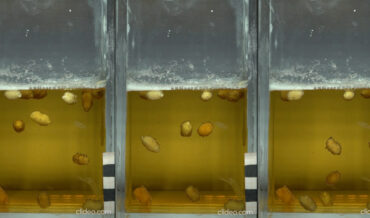 Why Peanuts Appear To Dance In Beer, A Scientific Explanation