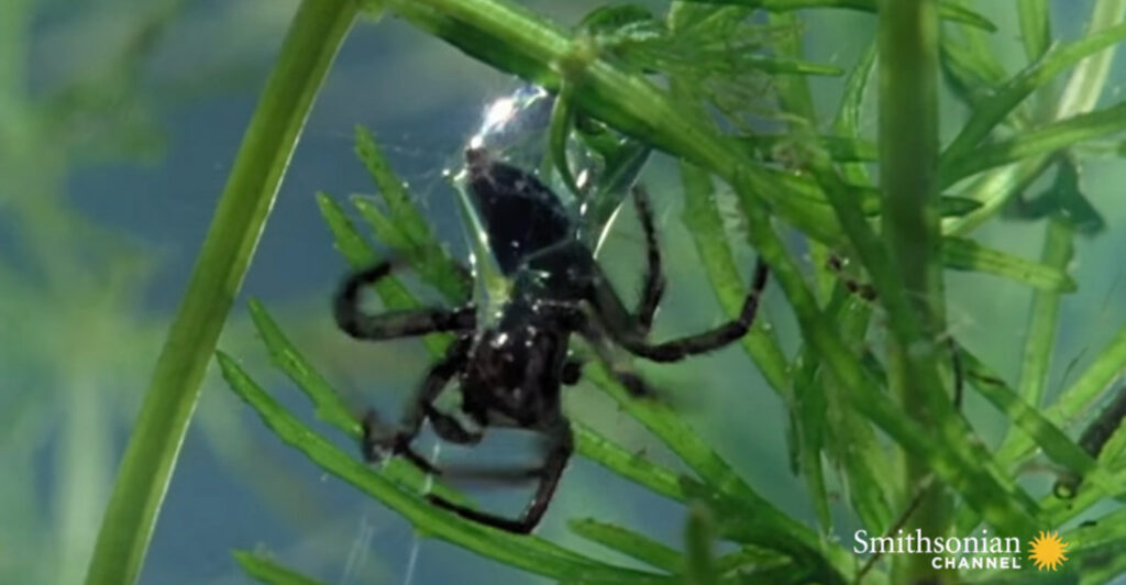 Spider Carries Air Bubble 'Scuba Tank' Underwater To Terrorize The Deep