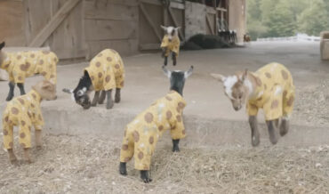 Baby Goats Romping In Sunflower Rompers