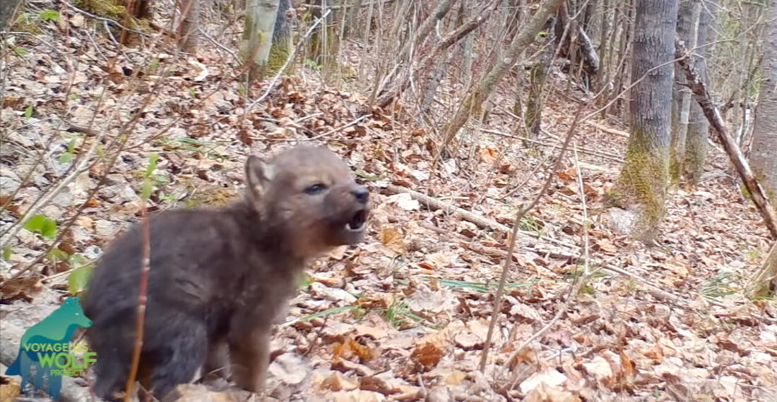 Awwww: A Compilation Of Wolf Pups Learning To Howl