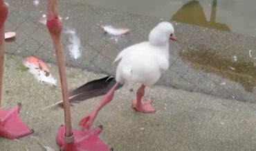 Baby Flamingo Learns To Stand On One Leg