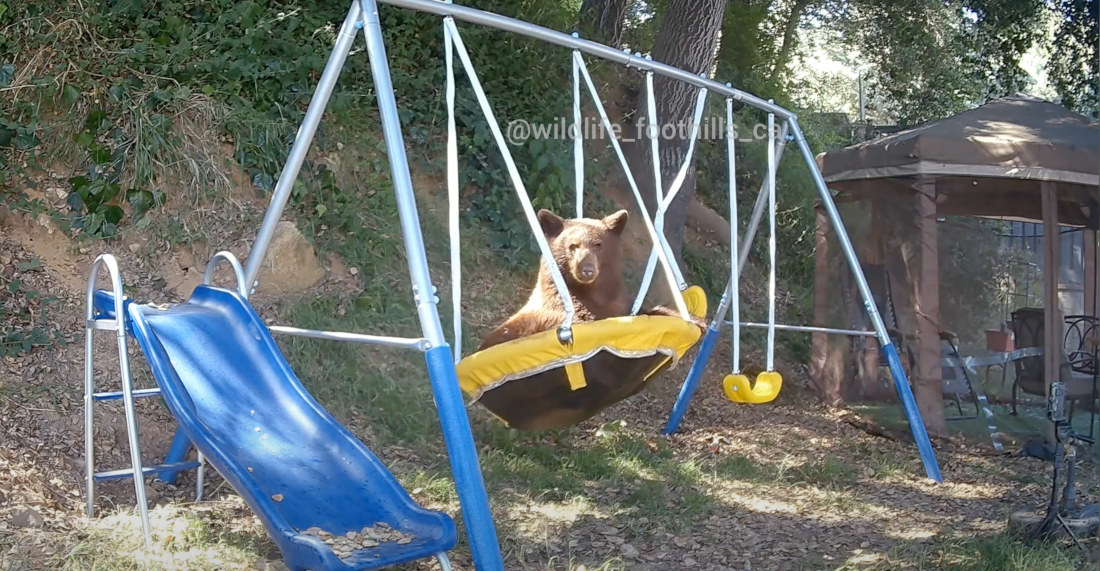 Bear Has The Time Of Its Life On Backyard Playground Swinging Saucer