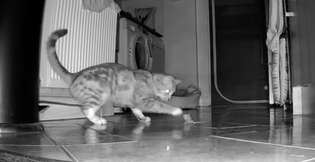 Unlikely Cat And Mouse Friends Caught Hanging Out On Security Cam