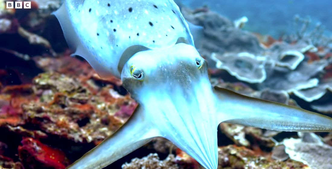 Cuttlefish Hypnotizes Crab With Pulsating Skin Patterns Before Attack