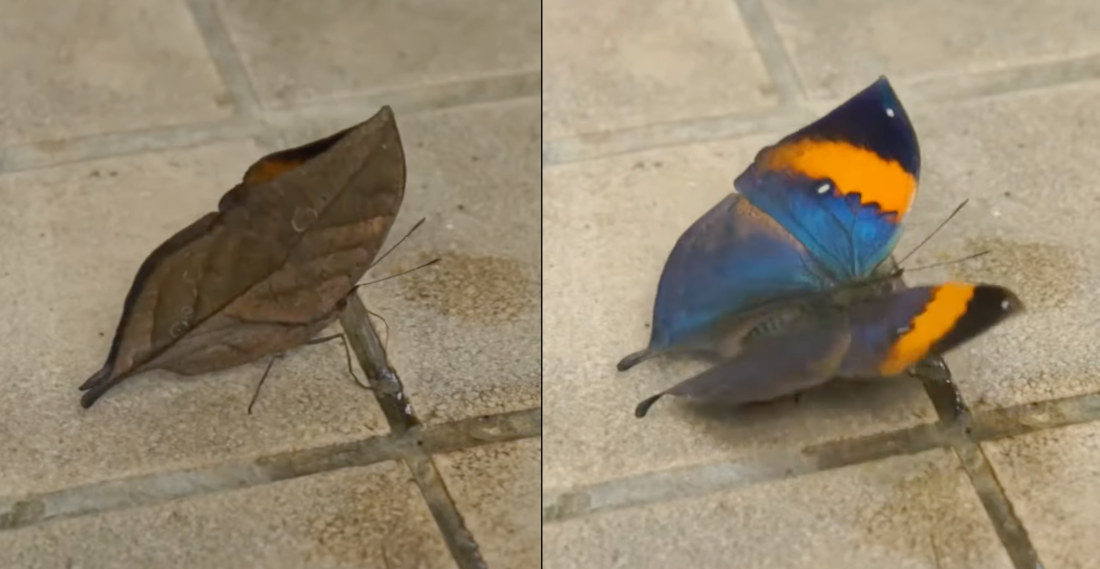 Appropriately Named Dead Leaf Butterfly Looks Like A Dead Leaf With Wings Closed