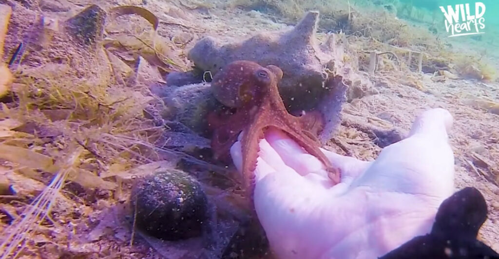 Diver Befriends Tiny Octopus, Names Him Eggbert