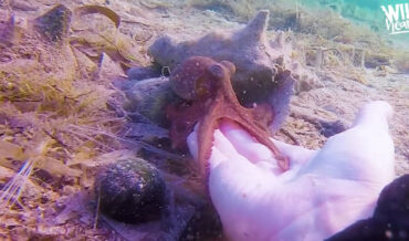 Diver Befriends Tiny Octopus, Names Him Eggbert