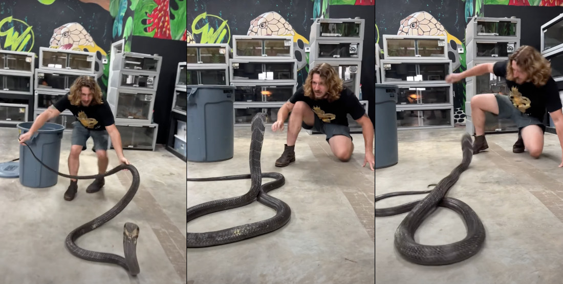 Snake Handler Quickly Dodges Two King Cobra Strikes