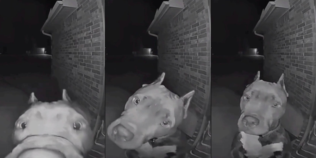 Friendly Neighbor Dog Rings Doorbell At 4AM