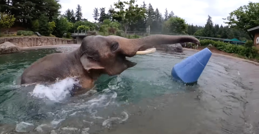 Elephant Plays With New Floating Toy At Zoo