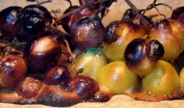 A Timelapse Of Different Foods Melting In A Hot Oven