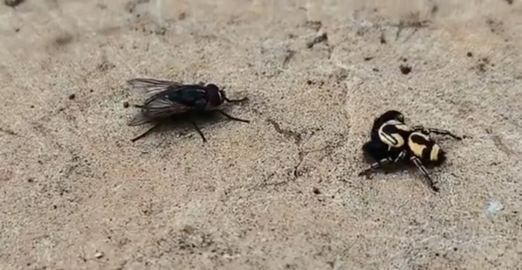 Jumping Spider Grabs Fly Out Of The Air After Determining Which Way It Will Take Off