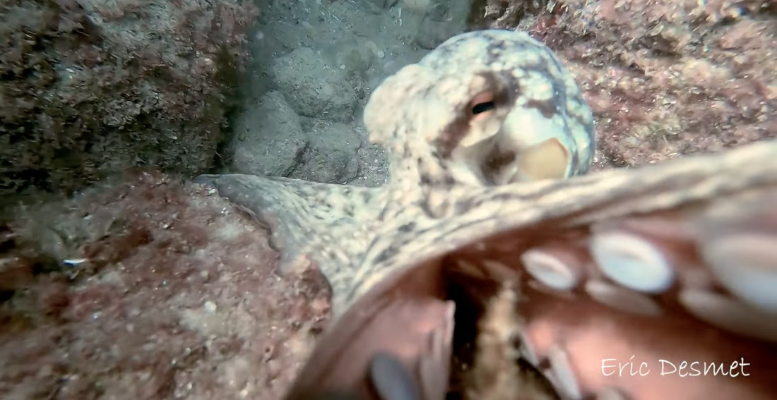 Annoyed Octopus Tries To Take Diver’s Camera