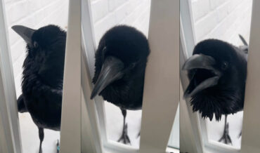 Pet Raven Says ‘Hola’ With Surprisingly Deep Voice