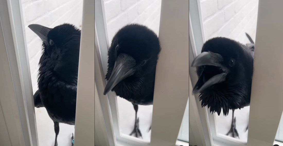 Pet Raven Says ‘Hola’ With Surprisingly Deep Voice