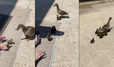 Woman Saves Ducklings From Storm Drain