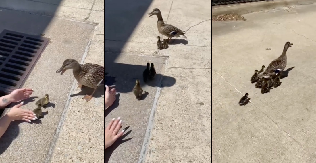 Woman Saves Ducklings From Storm Drain