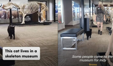 Black Cat Sir Indiana Bones Runs Skeleton Museum In Oklahoma
