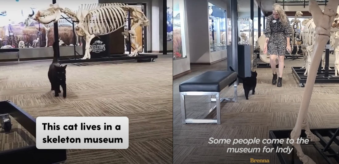 Black Cat Sir Indiana Bones Runs Skeleton Museum In Oklahoma