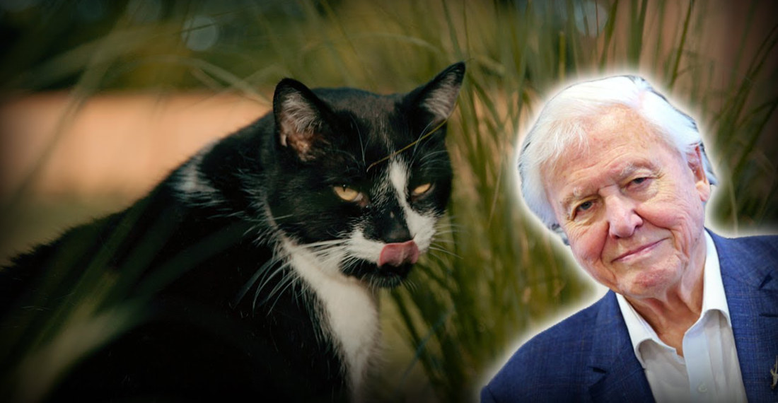 AI David Attenborough Narrates The Lazy Life Of A House Cat