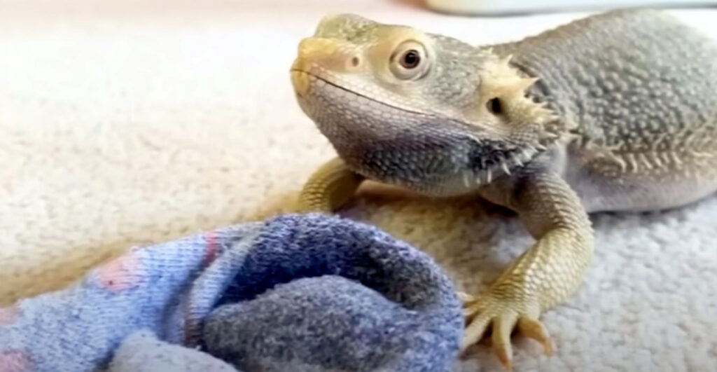 Pet Bearded Dragon Only Cares About His Sock