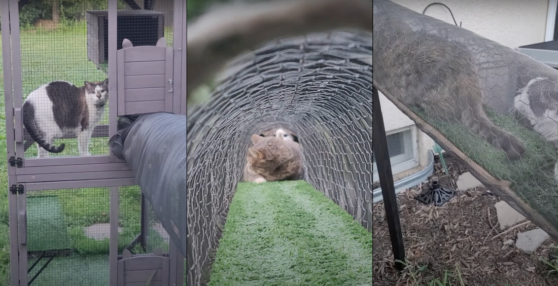 You Shall Not Pass!: Cat Blocks Tunnel To Prevent Sister From Coming Inside