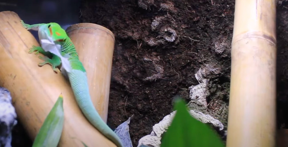 Footage Of Giant Day Gecko Shedding, Eating Its Skin
