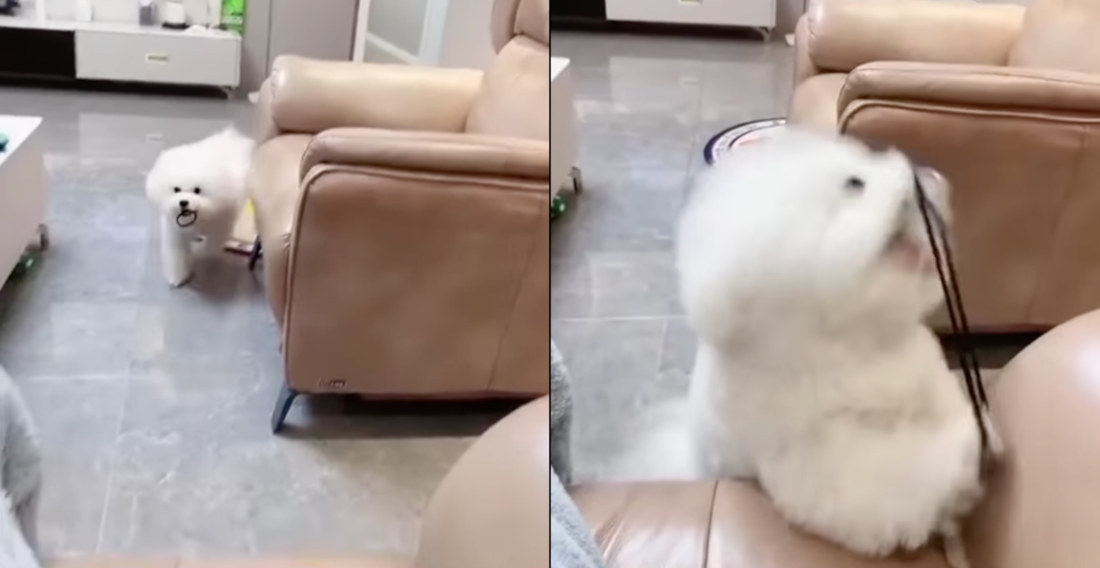 Dog Learns How To Launch Elastic Hair Band, Can Entertain Itself Indefinitely