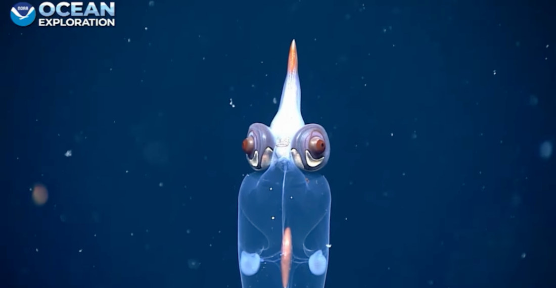 Alien!: Up-Close Footage Of A Deep Sea Glass Squid