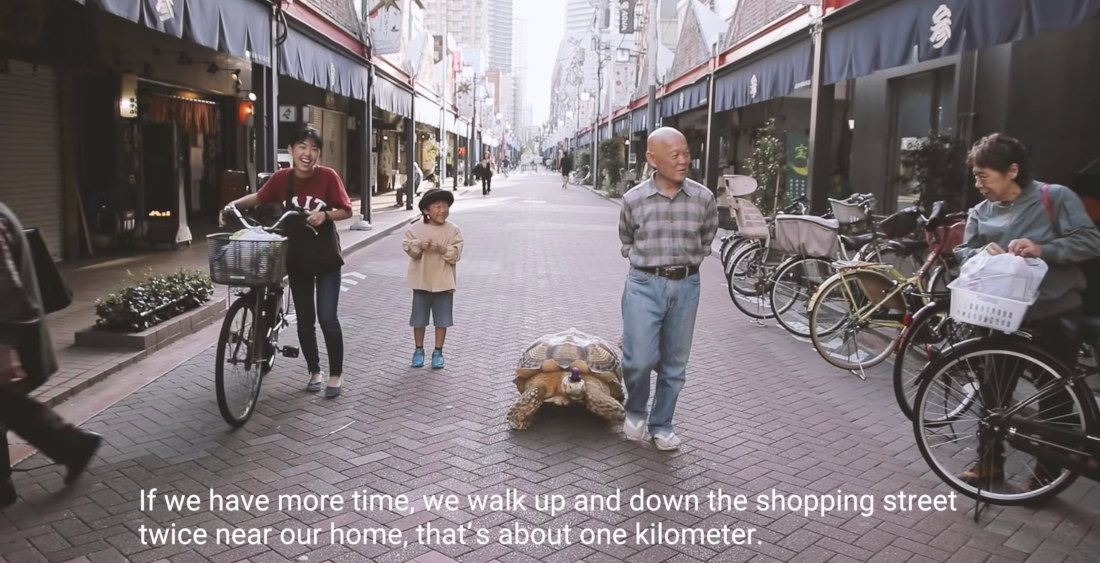 Man And Giant Pet Tortoise Go For Strolls Around Tokyo