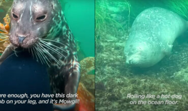 Seal Provides Free Underwater Tickle Service