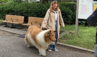 Dogs And People React To Man Wearing Super Realistic Dog Costume