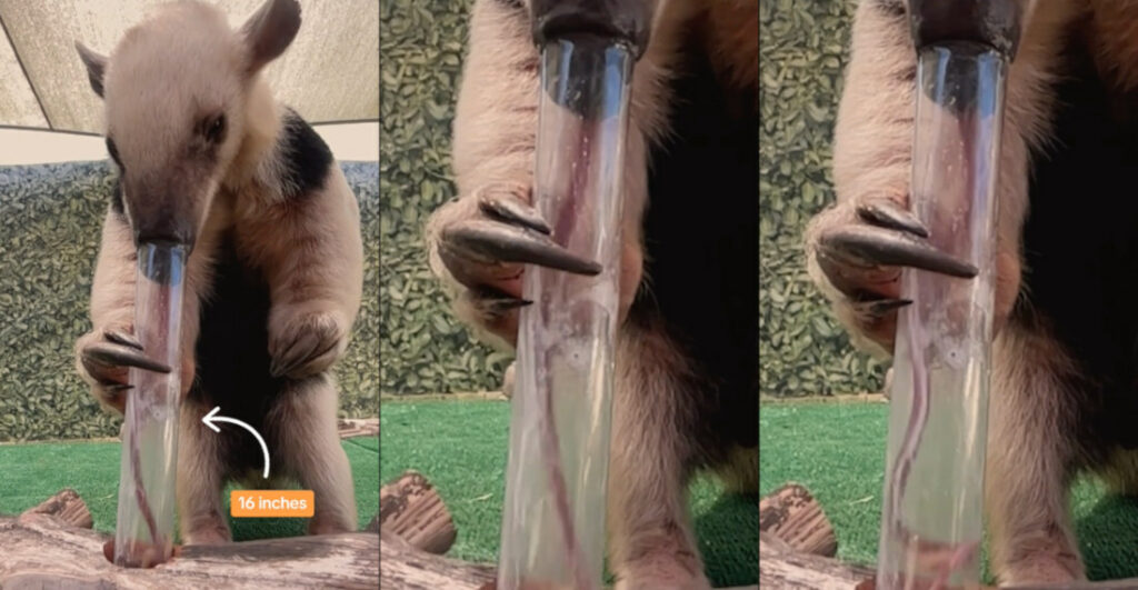 Watch An Anteater's 16-Inch Tongue In Action Through Clear Straw