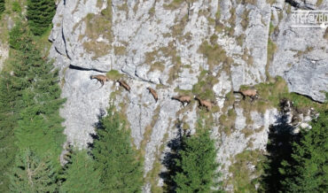 Drone Footage Of Antelope-Goats Running Down A Mountain Cliff