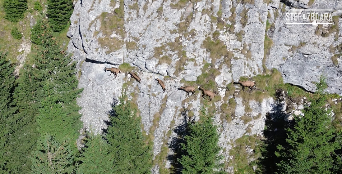 Drone Footage Of Antelope-Goats Running Down A Mountain Cliff