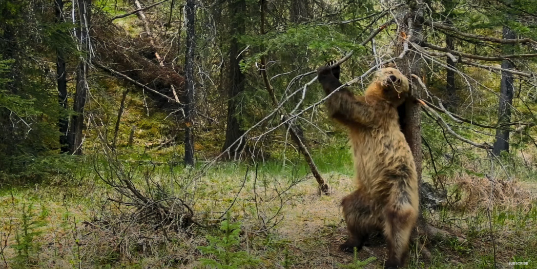 Bears Dancing Against Trees To Remove Winter Coat