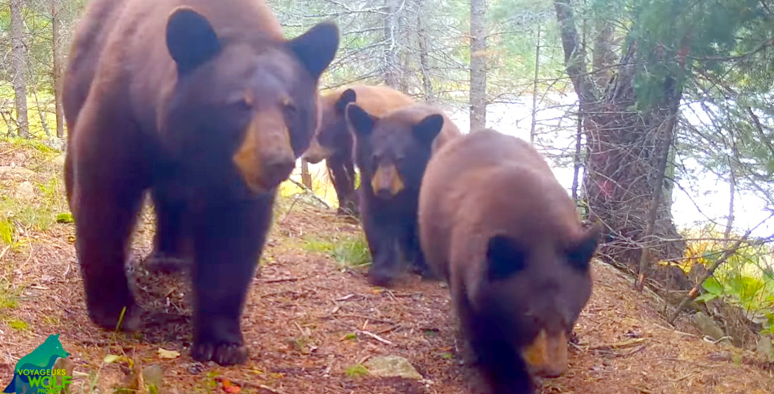 Mama Bear And 3 Cubs Repeatedly Filmed Disturbing Trail Cams