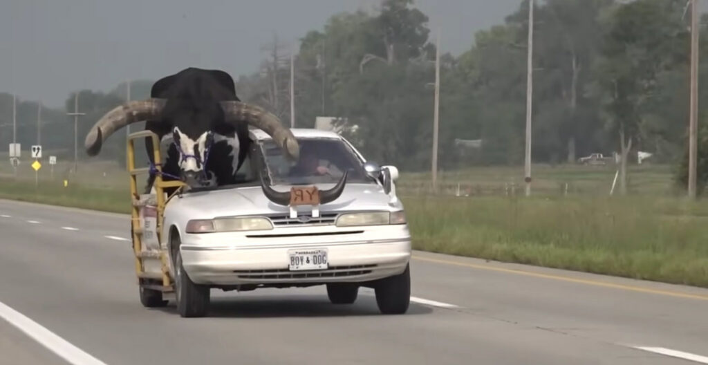 Man Pulled Over In Nebraska With A Bull Riding Shotgun