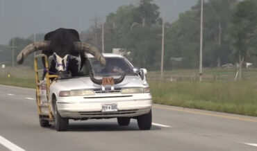 Man Pulled Over In Nebraska With A Bull Riding Shotgun