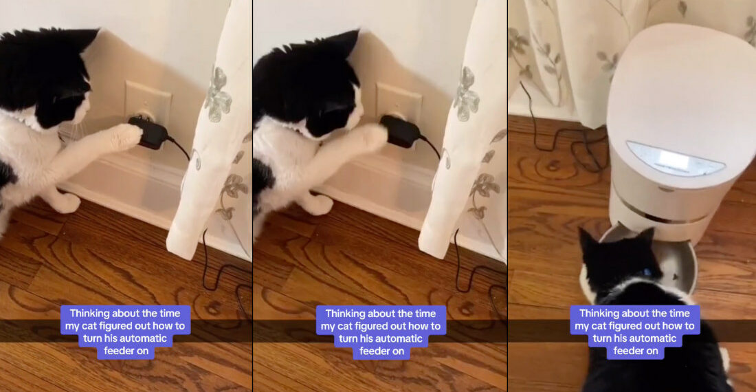 Cat Learns How To Unplug, Plug In Automatic Feeder To Dispense Food