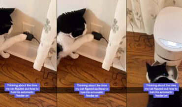Cat Learns How To Unplug, Plug In Automatic Feeder To Dispense Food