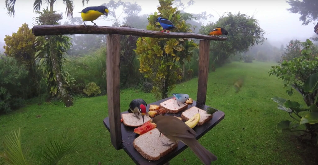 A Stunning Variety Of Tropical Birds Visit Costa Rican Bird Feeder