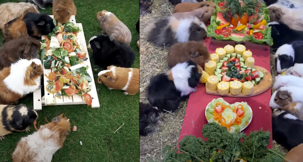 Couple Competes To Create The Most Lavish Meals For Their 150 Guinea Pigs