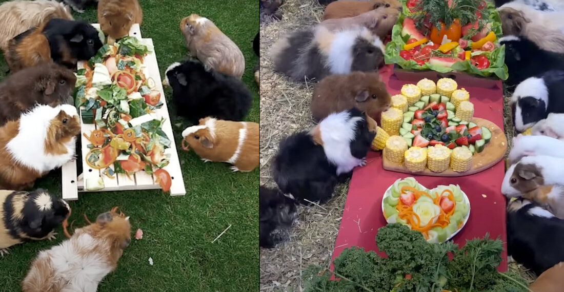 Couple Competes To Create The Most Lavish Meals For Their 150 Guinea Pigs