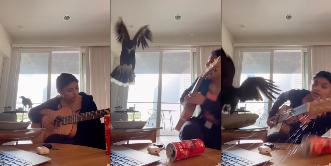 Hawk Casually Comes In Apartment, Startles Girl Playing Guitar
